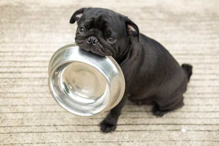 DL-Methionine voor honden:voordelen, gebruik en bijwerkingen