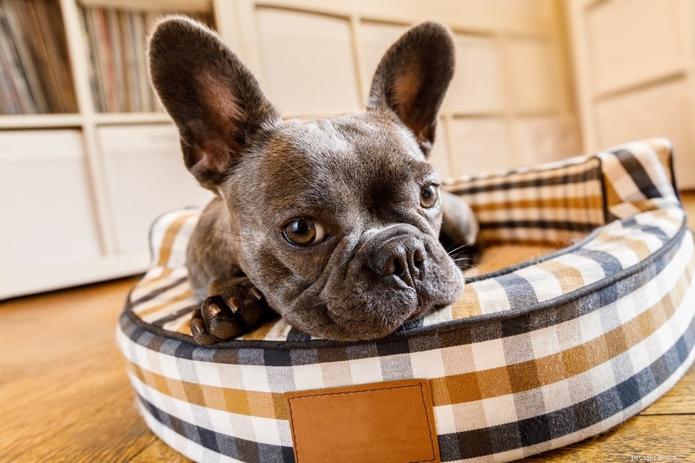 Appelciderazijn voor honden:9 toepassingen en voordelen