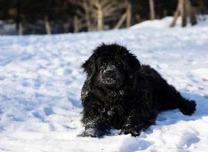 30 raças de cães extintas que merecem atenção