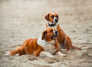 20 raças de cães mais caras em 2022 (com fotos)