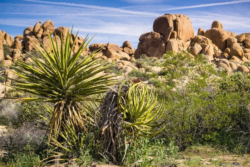 Yucca Schidigera för hundar:fördelar, användningsområden och biverkningar