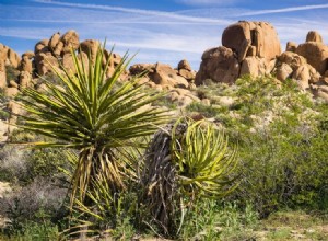 Yucca Schidigera para cães:benefícios, usos e efeitos colaterais