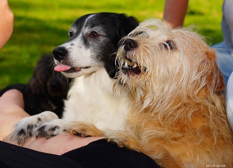L-karnitin för hundar:fördelar, användningsområden och biverkningar