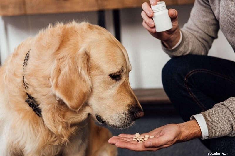 L-Carnitine voor honden:voordelen, gebruik en bijwerkingen