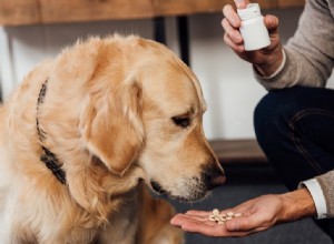 L-carnitina para cães:benefícios, usos e efeitos colaterais