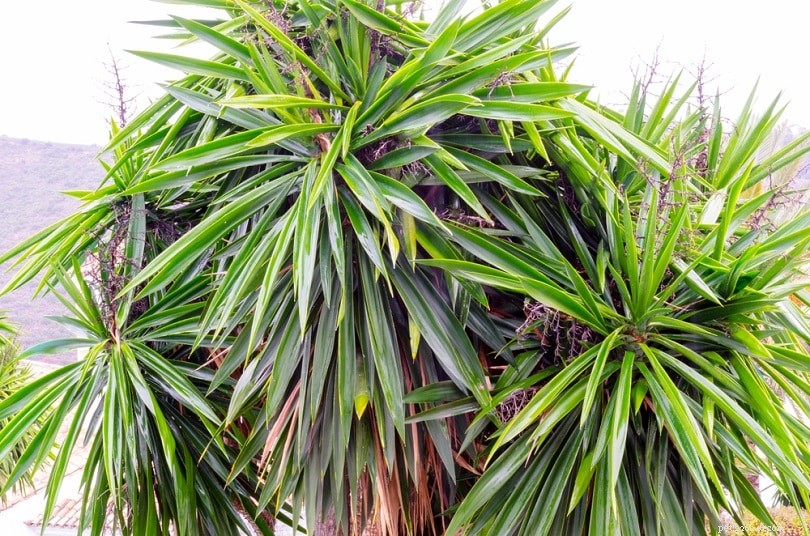 Yucca Schidigera pro psy:Výhody, použití a vedlejší účinky