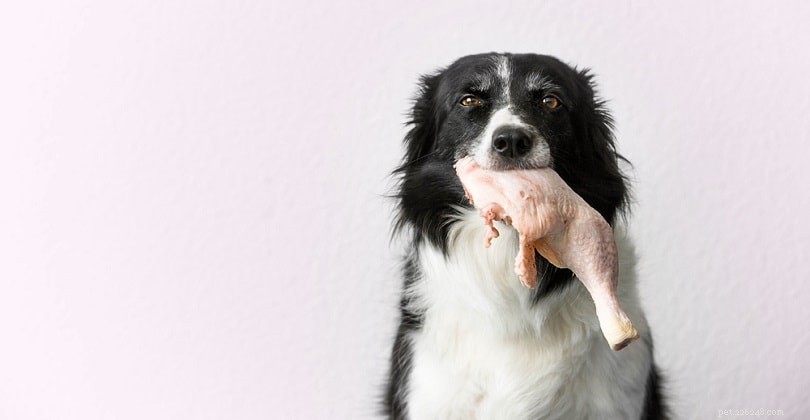 10 veelvoorkomende bronnen van vetten voor honden