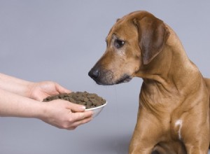 Você pode julgar a comida de cachorro apenas pelo seu primeiro ingrediente?