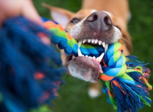 すべてのライフステージのためのあなたの犬のための脳の食べ物 