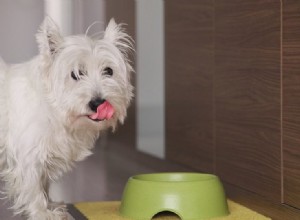 Tigelas para cães de alimentação lenta:benefícios e riscos 