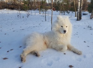 9 raças de cães russos (com fotos)