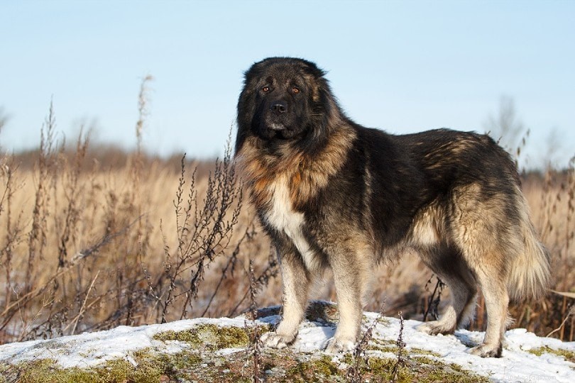9 ruských plemen psů (s obrázky)
