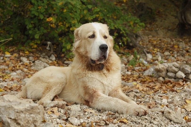 9 Russische hondenrassen (met afbeeldingen)