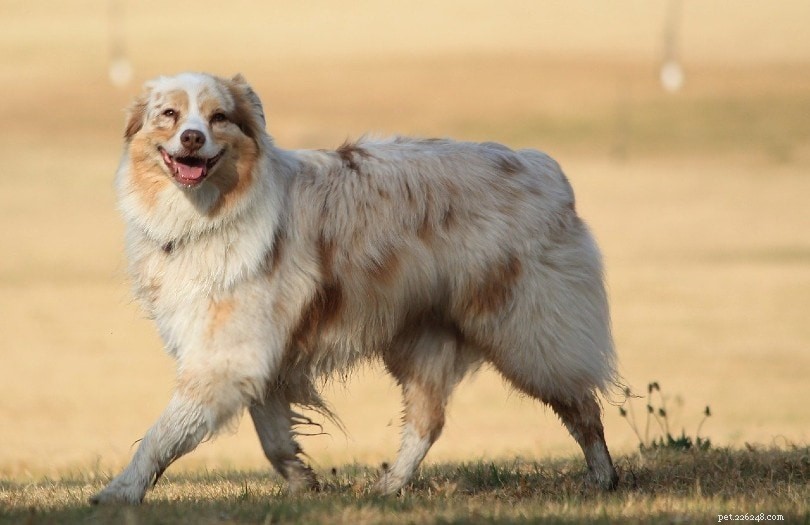 15 races de chiens de berger (avec photos)