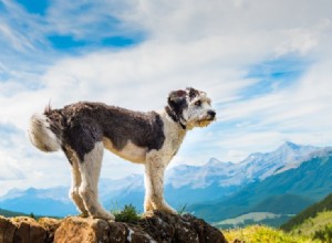 15 raças de cães pastores (com fotos)