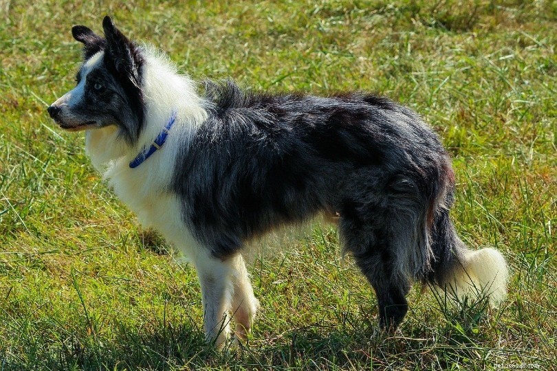 15 races de chiens de berger (avec photos)