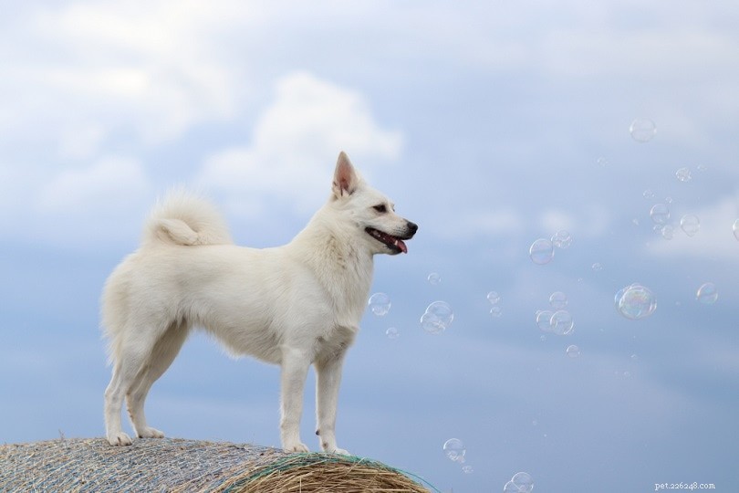 15 raças de cães pastores (com fotos)