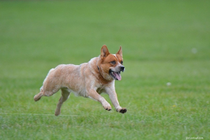 15 langstlevende hondenrassen (met afbeeldingen)