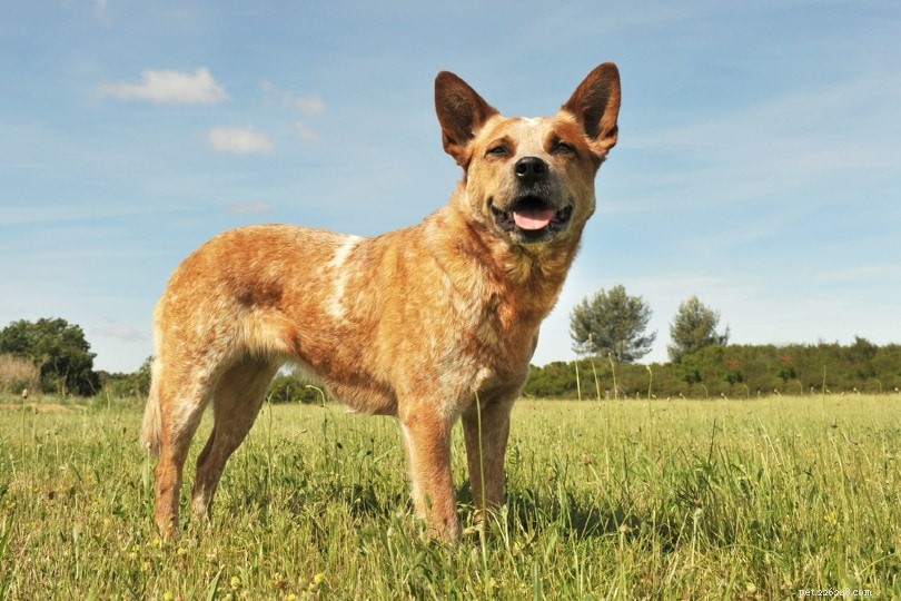 15の最も長く生きている犬の品種（写真付き） 