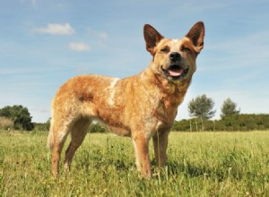 15 raças de cães de vida mais longa (com fotos)