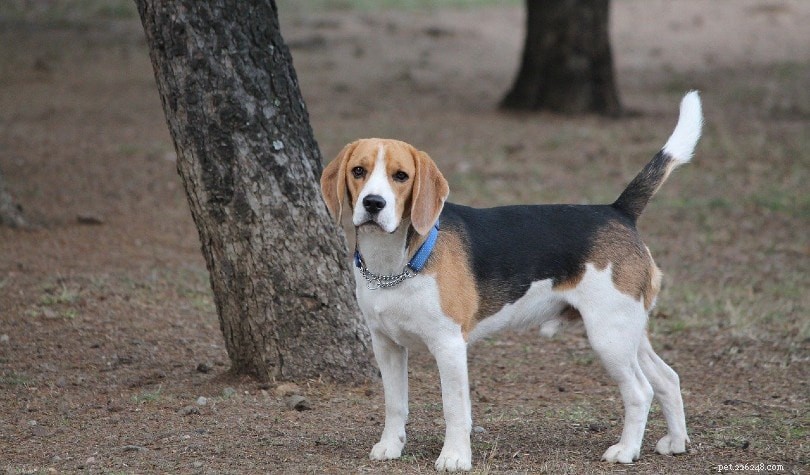 15 raças de cães de vida mais longa (com fotos)