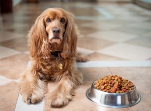 De quantas calorias meu cachorro precisa? (Calculadora de calorias)