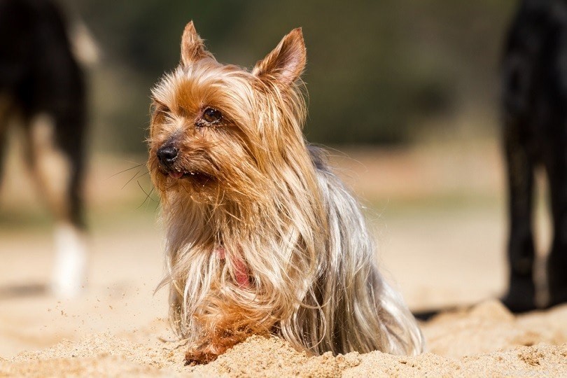 15テリア犬の品種：小と大（写真付き） 