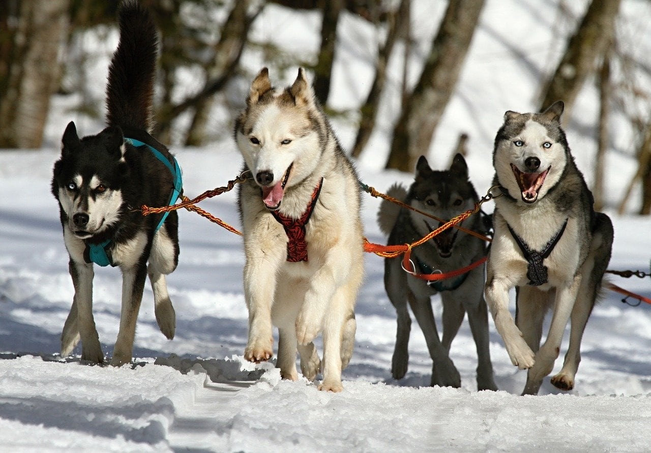 10 raças de cães de trabalho (com fotos)