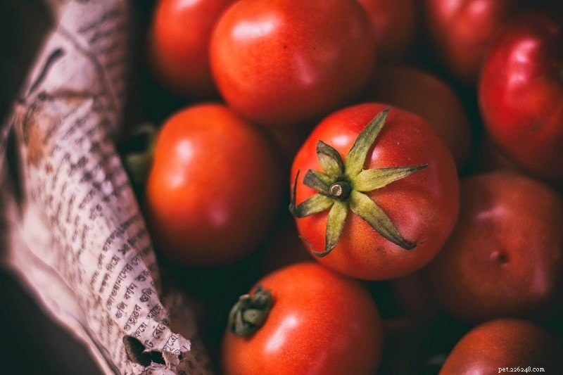 Les chiens peuvent-ils manger des tomates ? Ce que vous devez savoir !