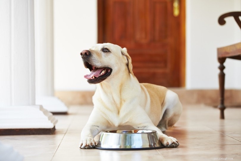 12 saker att mata en hund för friska leder