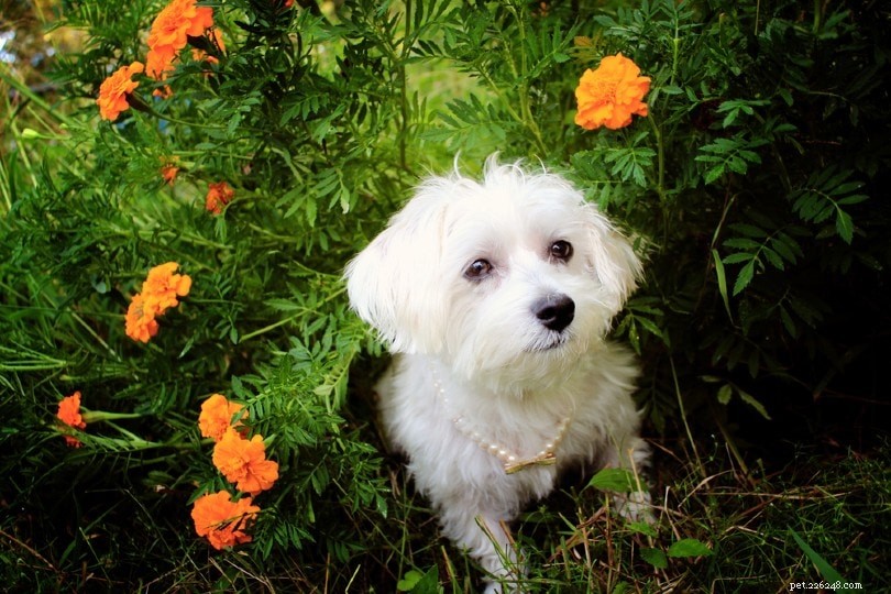 Zijn goudsbloemen giftig voor honden?