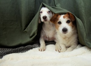 Por que os cães têm medo de fogos de artifício? 3 razões que podem causar ansiedade