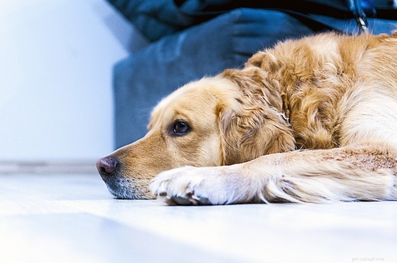 Varför är hundar rädda för fyrverkerier? 3 skäl som kan orsaka ångest