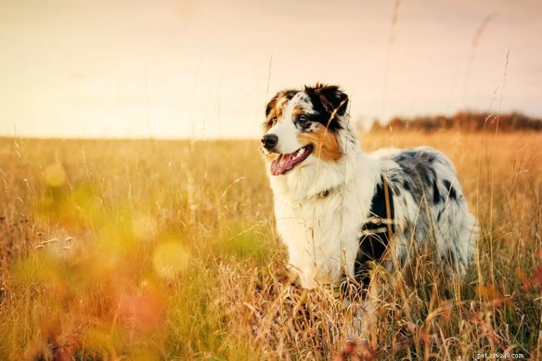 Le 15 migliori razze di cani da pastore (con immagini)