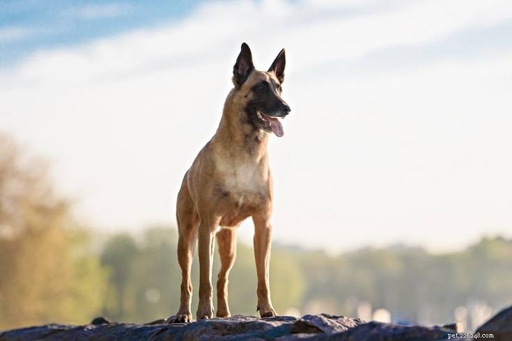 Le 15 migliori razze di cani da pastore (con immagini)
