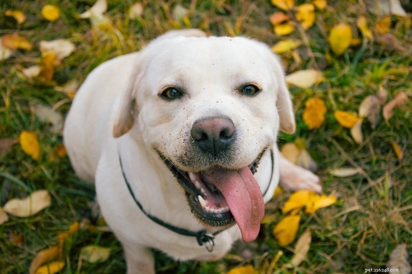 20 vänligaste hundraser (med bilder)