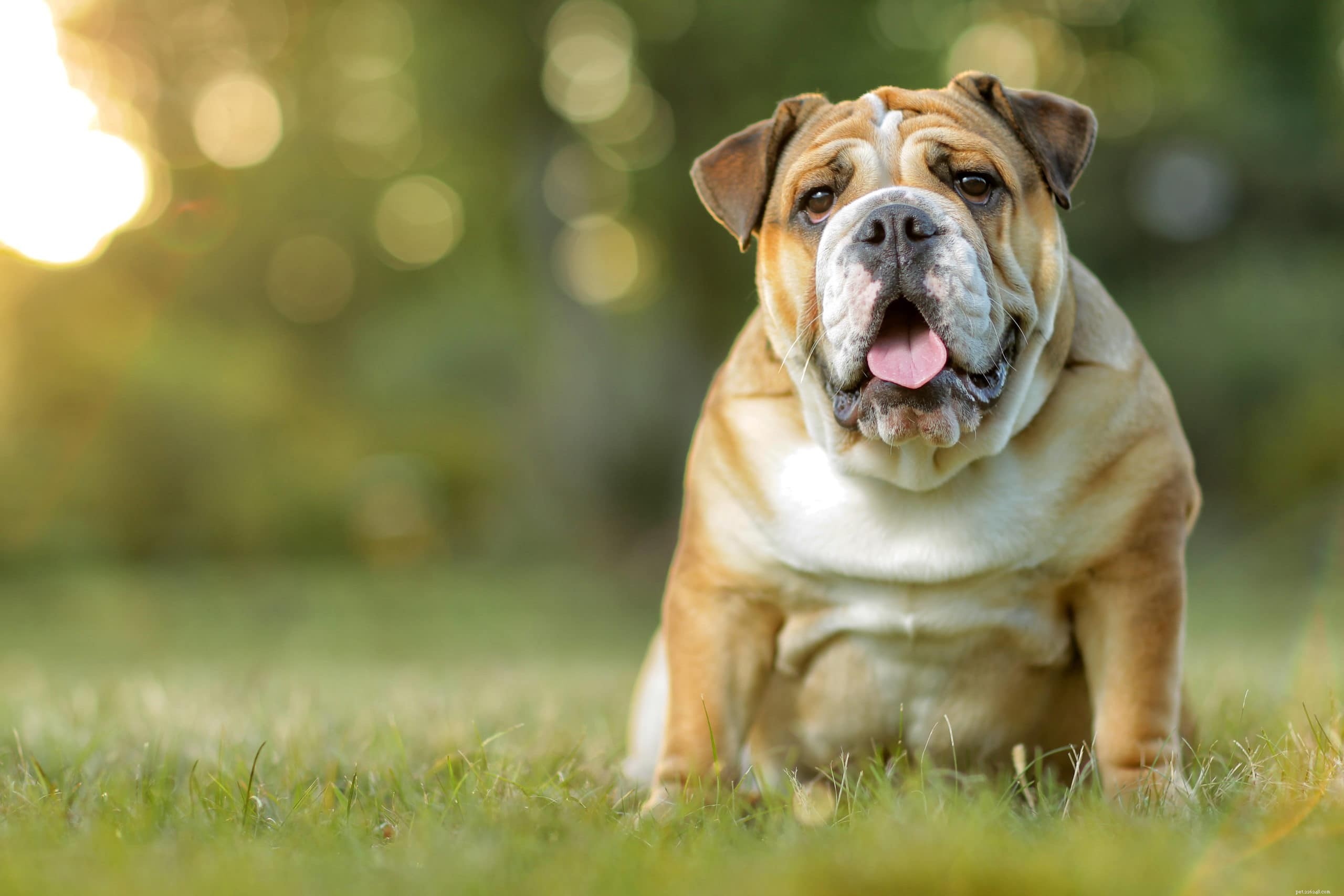 20 raças de cães mais amigáveis ​​(com fotos)