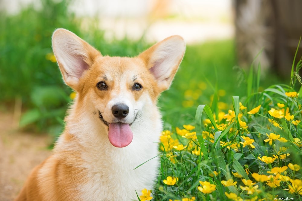 20 vriendelijkste hondenrassen (met afbeeldingen)