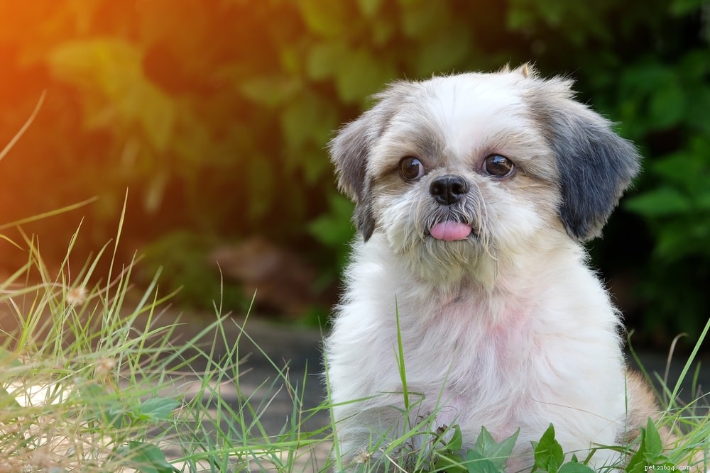 20 vriendelijkste hondenrassen (met afbeeldingen)