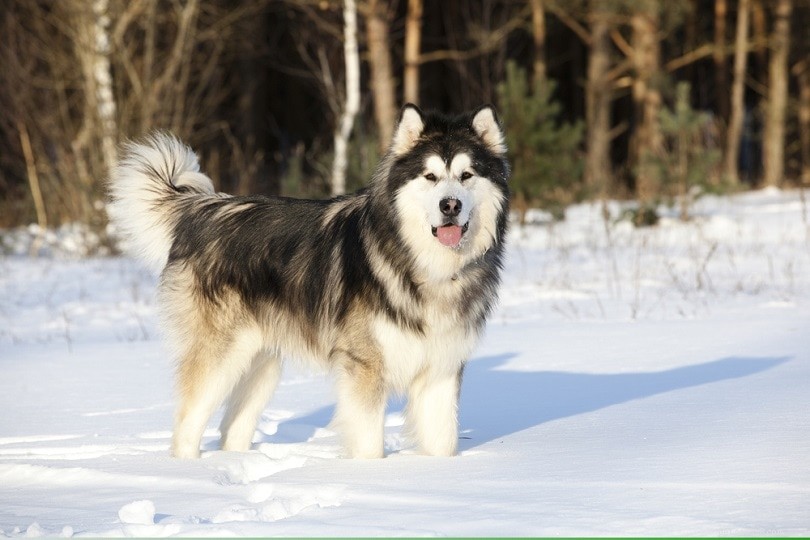 3 породы аляскинских собак