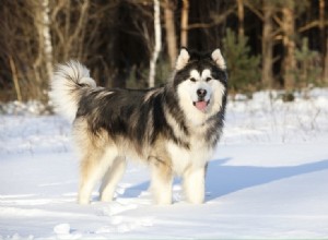 3 raças de cães do Alasca