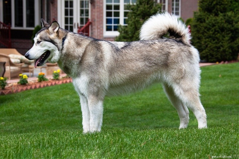 3 породы аляскинских собак