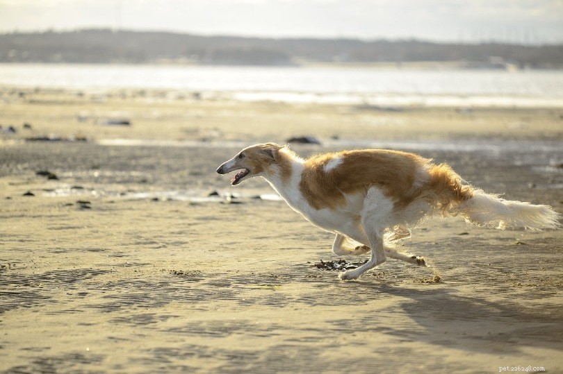 Top 10 snelste hondenrassen ter wereld