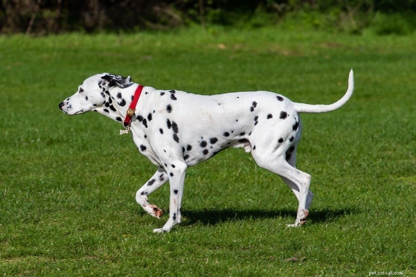Le 10 razze di cani più veloci al mondo