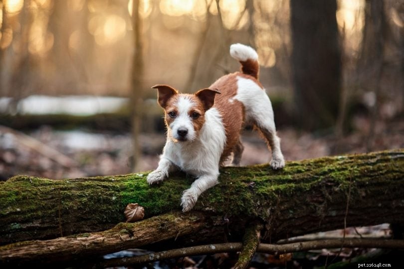 Top 10 snelste hondenrassen ter wereld