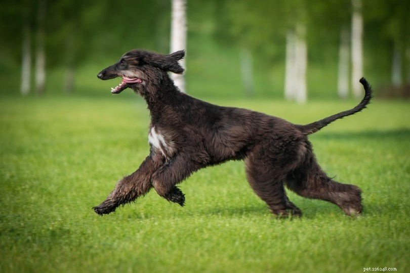 Top 10 nejrychlejších psích plemen na světě