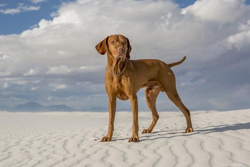 Le 10 razze di cani più veloci al mondo