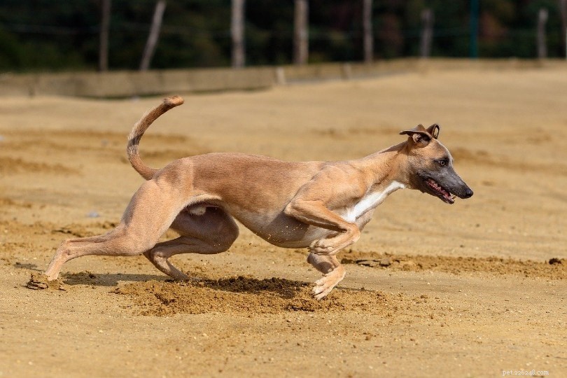 세계에서 가장 빠른 개 품종 상위 10개