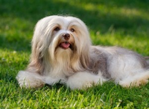 12 raças de cachorros peludos