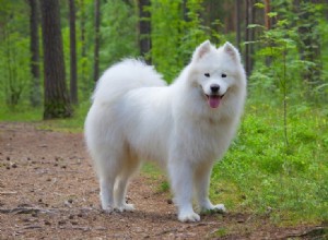 10 raças de cães mais bonitas